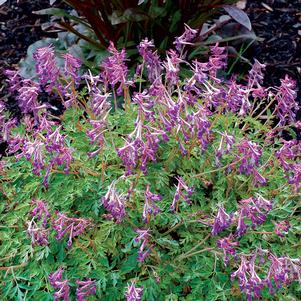 Corydalis x 'Blackberry Wine'