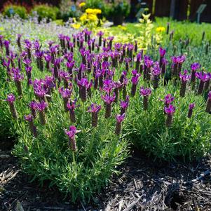 Lavandula stoechas 'Anouk Deluxe 1225 (Primavera)'