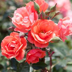 CORAL KNOCK OUT® ROSE