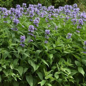 BLUE PRELUDE™ CATMINT