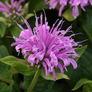 Monarda didyma 'Balbeemav'