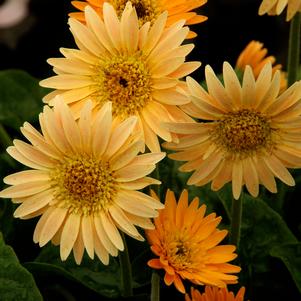 DRAKENSBERG™ APRICOT GERBER DAISY