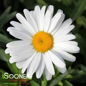 Leucanthemum x superbum 'Lucille Grace'