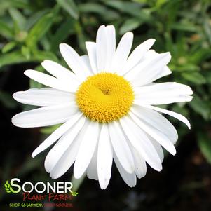 Leucanthemum x superbum 'Lucille White'