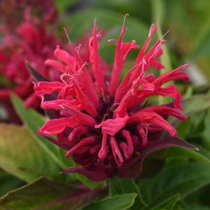 Monarda didyma 'Balbeemed'