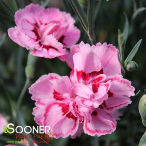 WHETMAN® PREMIER™ STARBURST DIANTHUS