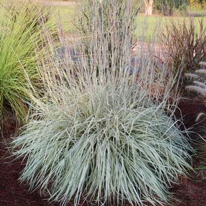 Schizachyrium scoparium 'Shining Star'