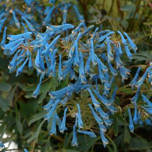 HILLIER™ PORCELAIN BLUE CORYDALIS