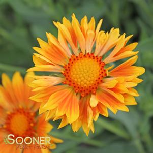 <em>Gaillardia</em> ORANGES AND LEMONS BLANKET FLOWER: 