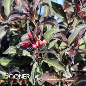 Weigela x 'ZR1'