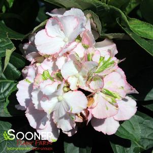 KIMONO™ HYDRANGEA