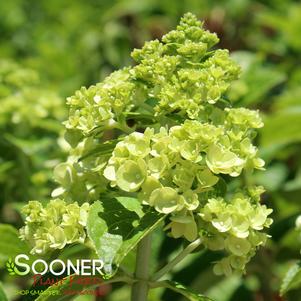 Hydrangea paniculata 'Kolmakilima'