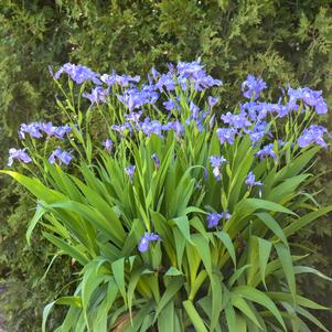 Iris ampliflora 'Ming Treasure'