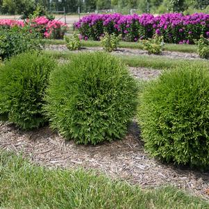 PLANET EARTH® ARBORVITAE