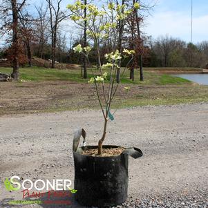 Cornus florida 'Cloud 9'