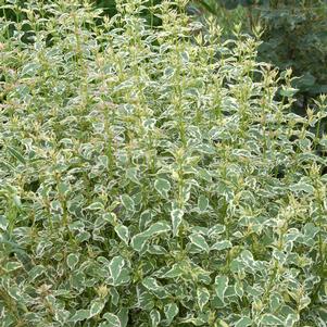 Caryopteris divaricata 'Snow Fairy'