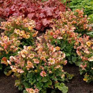 PRETTICOATS™ PEACH GEUM