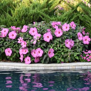 HEAD OVER HEELS® ADORE™ HARDY HIBISCUS