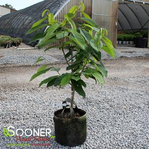 Asimina triloba 'Susquehanna'