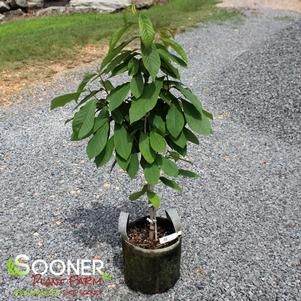 Asimina triloba 'Tollgate'