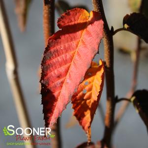 AUTUMN FIRE™ AMERICAN HORNBEAM