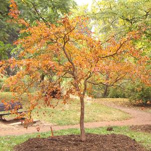 Stewartia pseudocamellia var. koreana 'Lindstrom's Weeping'