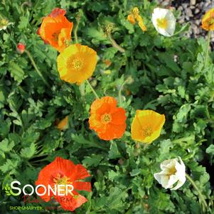 GARDEN GNOME ICELAND POPPY