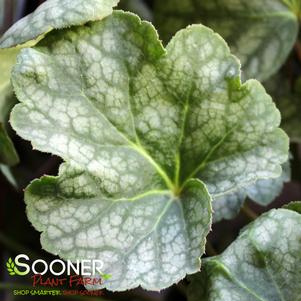 Heuchera americana 'Green Spice'