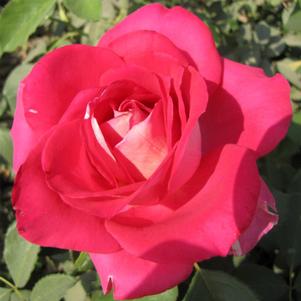 PICTURE PERFECT™ HYBRID TEA ROSE