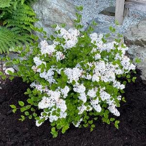 Syringa meyeri 'JDB123WHITEHOUSE'