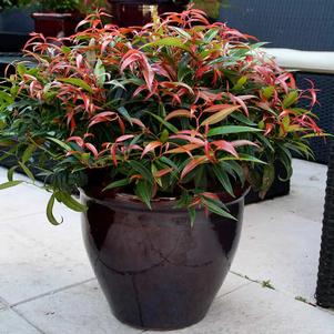 Leucothoe keiskei 'Opstal 50'