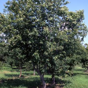 Acer tataricum ''