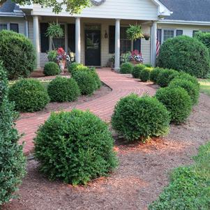 Image of Chicagoland green boxwood in park