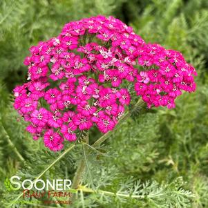 Achillea millefolium 'Balvinviolet'