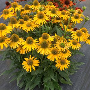 KISMET® YELLOW CONEFLOWER