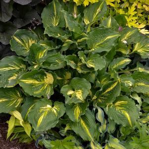 LAKESIDE PAISLEY PRINT HOSTA