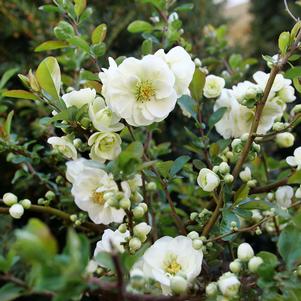 DOUBLE TAKE® ETERNAL WHITE QUINCE