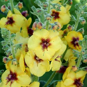 GOLD NUGGET MULLEIN