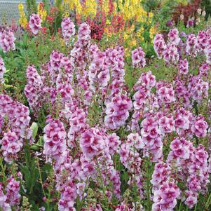 LAVENDER LASS MULLEIN