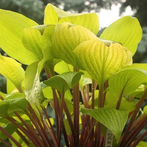 Hosta x 'Designer Genes'