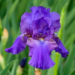 Iris germanica 'His Royal Highness'