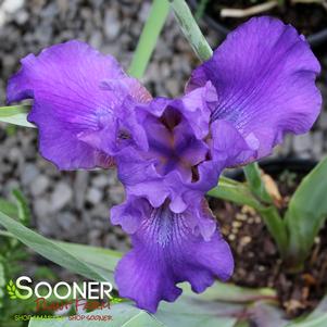 Iris germanica 'His Royal Highness'