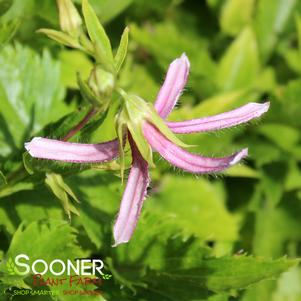 PINK OCTOPUS BELLFLOWER