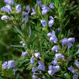 Rosmarinus officinalis 'Roman Beauty'