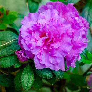 Rhododendron azalea x 'Roblezd'