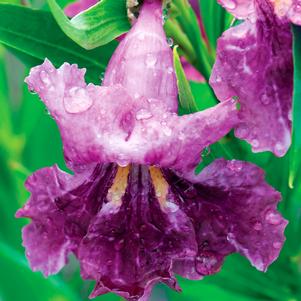 SWEET BUBBA SEEDLESS DESERT WILLOW