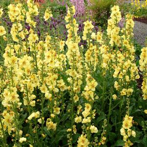 LEMON SORBET MULLEIN