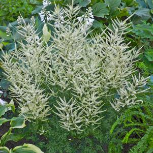 Aruncus x 'Fairy Hair'