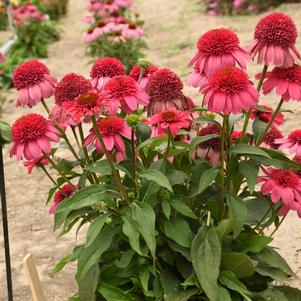 DOUBLE DIPPED™ WATERMELON SUGAR CONEFLOWER