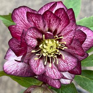 Helleborus x 'Whirlwind Romance'